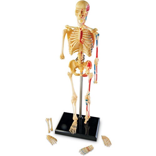 Learning Resources Sablon corp uman - schelet